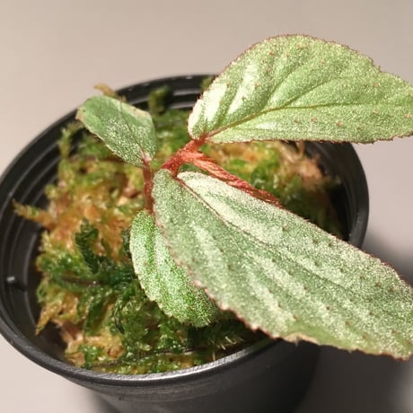 Begonia sp. from Tawau [TK071116]
