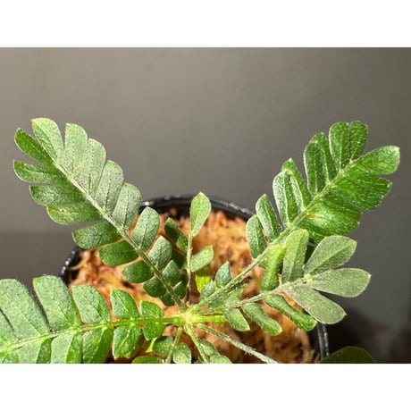 Biophytum cf. sensitivum [LA]