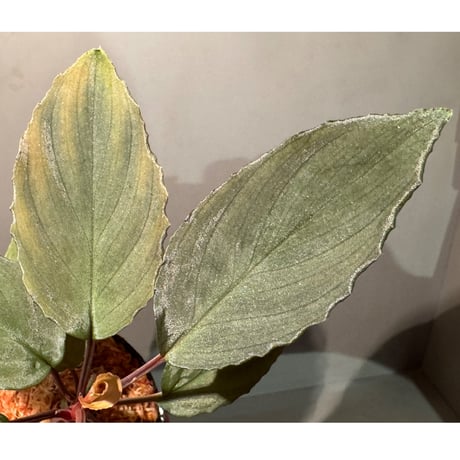 Homalomena sp. "Amber Velvet" from Kepulauan Riau