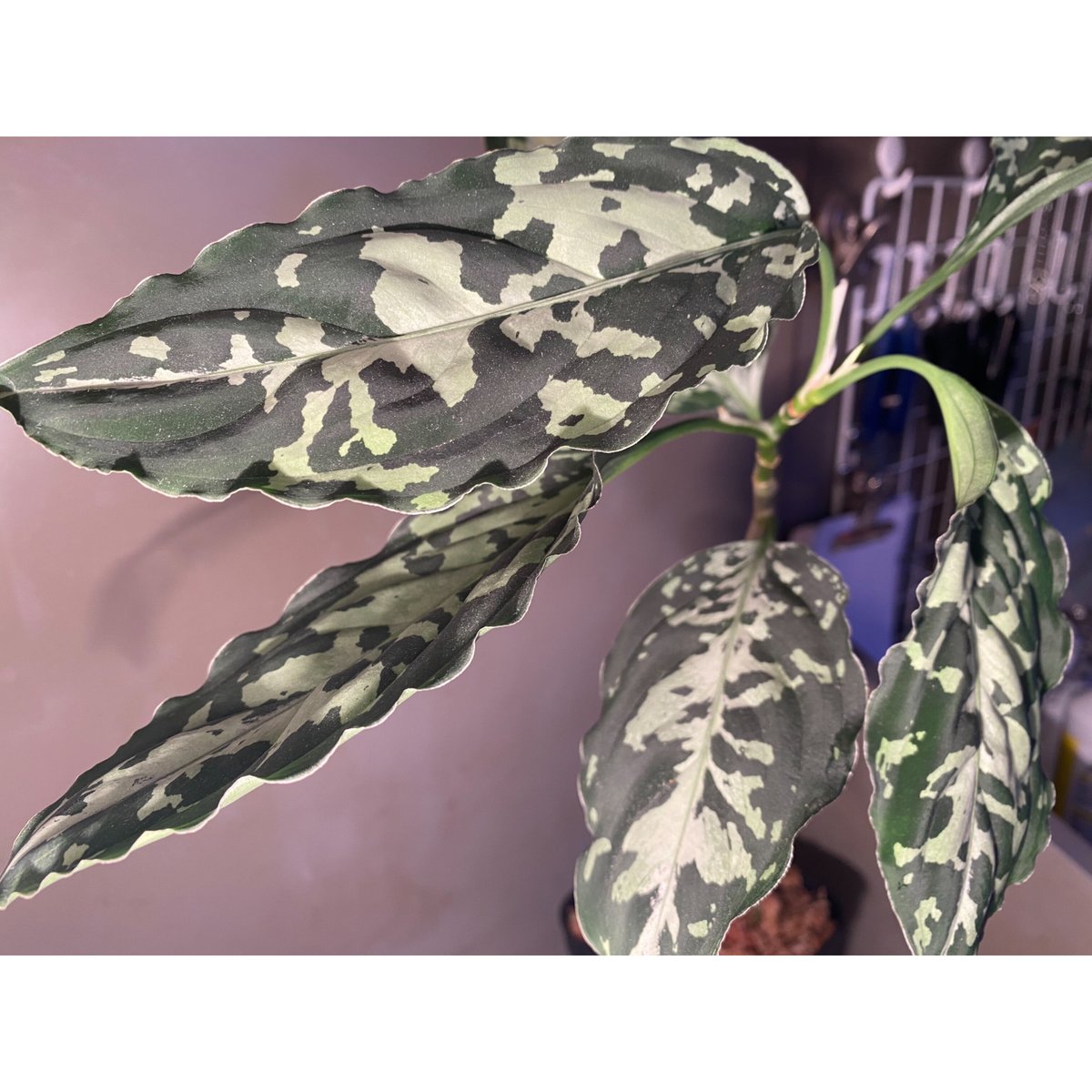 その他観葉植物 aglaonema pictum star platinum AZ0114-5 Aglaonema pictum 