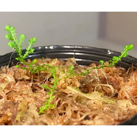Selaginella sp. from Prachuap Khiri Khan Thailand