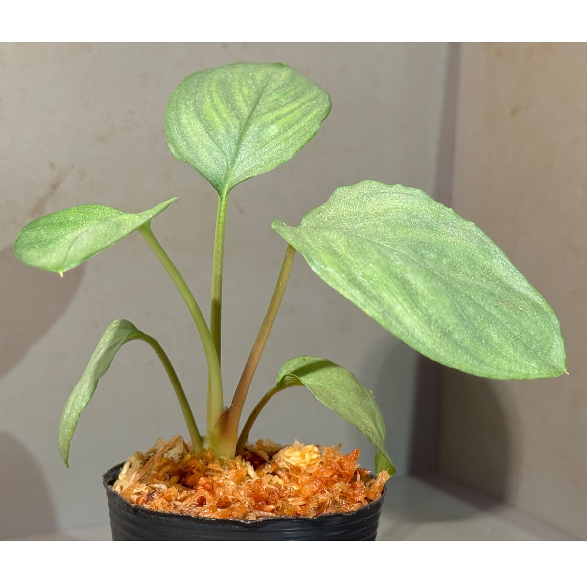 Homalomena sp. “夕霧” T-3810-2 Homalomena sp. “夕霧” T-3810-2 Homalomena sp. (Homalomena