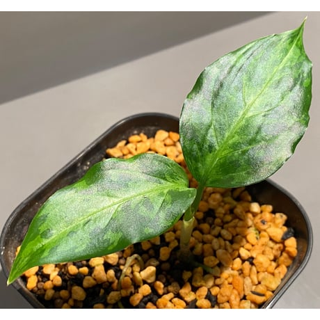 Aglaonema pictum tricolor "Siberut1.5" [LA021212-00]