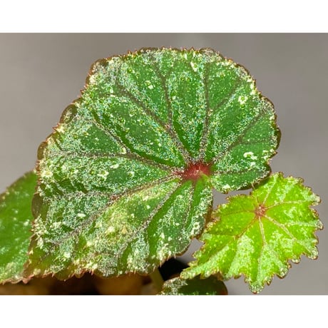Begonia sp. from North Toraja [S0919-02] 伊藤蟻植物農園