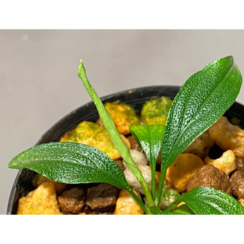 Homalomena asperifolia 