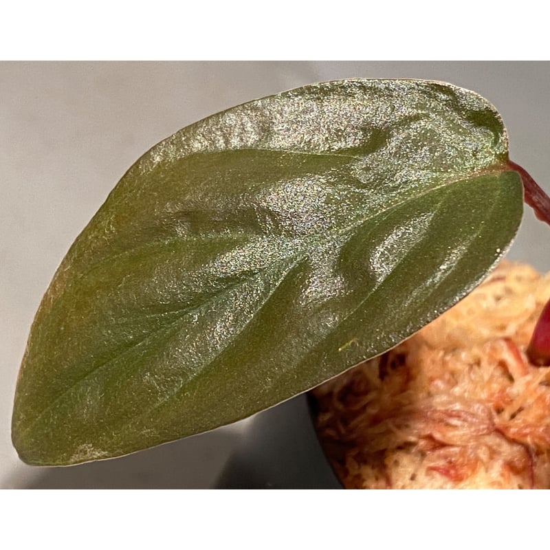 Homalomena sp. from Sarawak | M・R・G・R