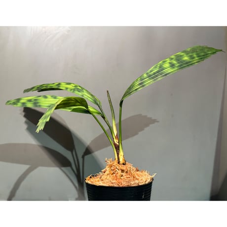 Licuala mattanensis 'Mapu' from Sanggau West Kalimantan ①