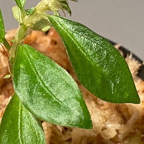 Elatostema sp. from Nopphitam [TK260915]