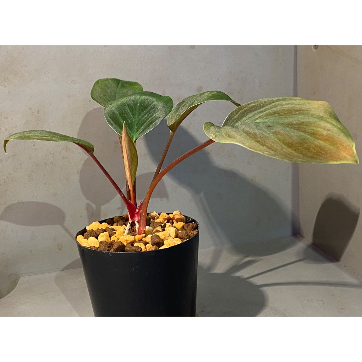 Homalomena sp. #9 from Sekadau [LA2013年] GN販売株