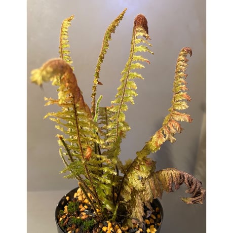 (大株) Trichomanes sp. from Iquitos Peru [tanakay]