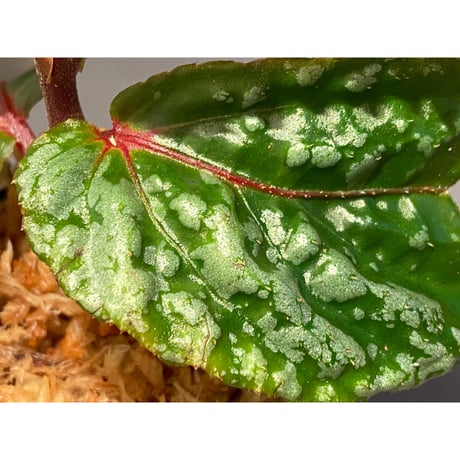 Begonia sp. from Sarawak