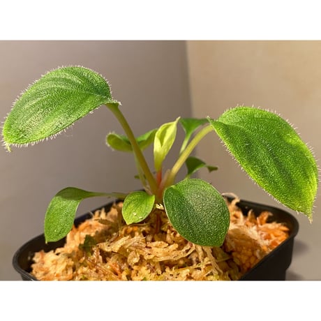 Homalomena sp. from Sumatera  Utara [LA0718-z-u]