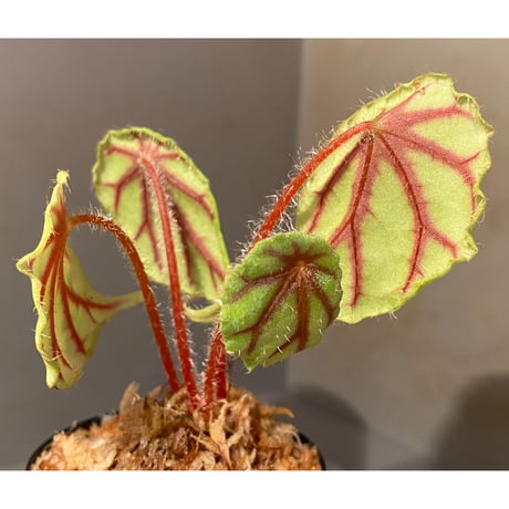 Begonia quadrialata ssp. nimbaensis