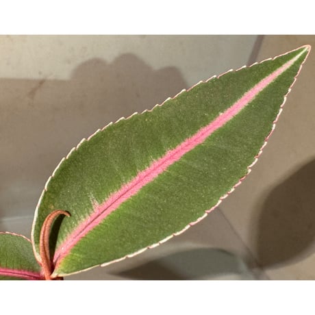 Labisia sp. from Sumatera barat [TB]
