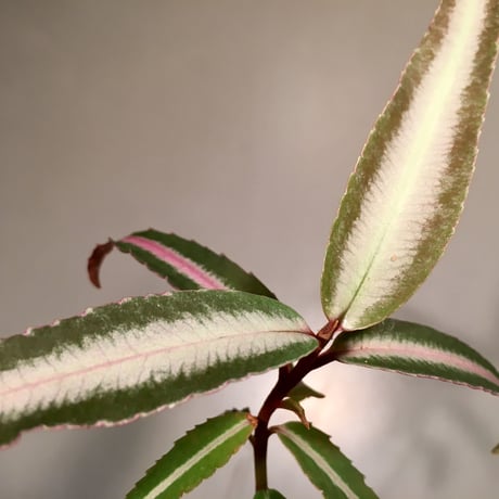 Labisia sp. from Hulu kapuas Kalimantan barat