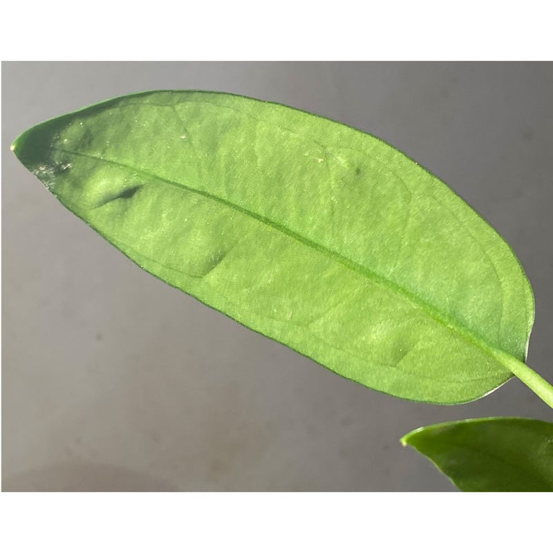 Anthurium sp. 