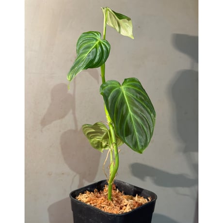 Philodendron triumphan
