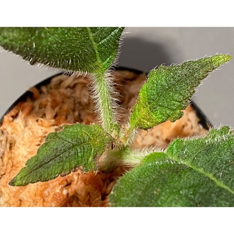 Kohleria inaequalis from Ecuador