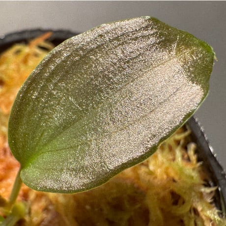 Homalomena sp."赤鉄鉱” from Kepulauan Riau [SGP import] KZT