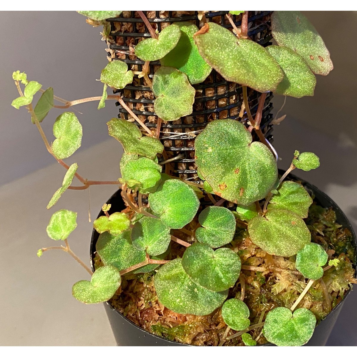 その他観葉植物 lichenora 大株) Begonia lichenora (sp.Mini) from Kalimanta