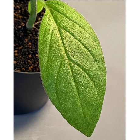 Columnea spathulata [STRINGE PLANTS]