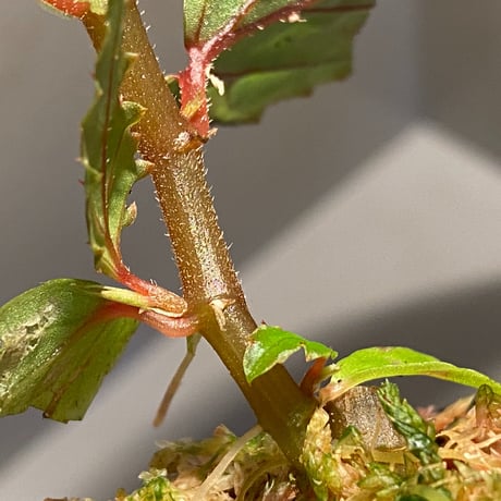 Begonia sp. "Matang-3" from Matang Sarawak [RIO]