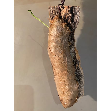 Drynaria bonii from Savannakhet Laos ②
