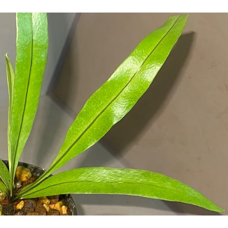 Asplenium sp. from Sangkhlaburi Kanchanaburi Thailand