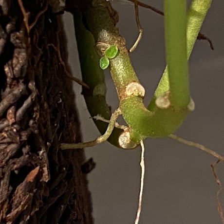 Pachycentria sp. from Selangor