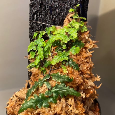 Teratophyllum "Birdwing-fern" from Bentong [AZ0117-3]