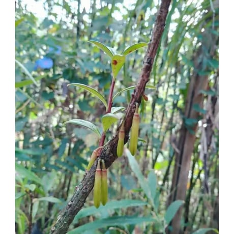 Agapetes cf. malipoensis from Sin Ho, Lai Chau Vietnam ②