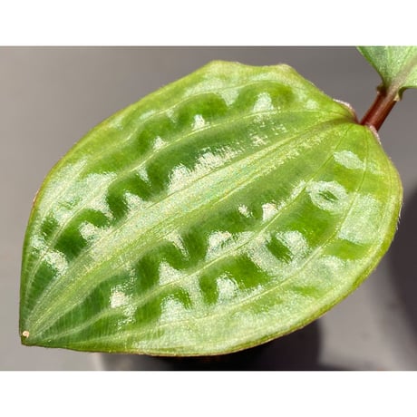 Geogenanthus undatus from Tarapoto Peru [tanakay]
