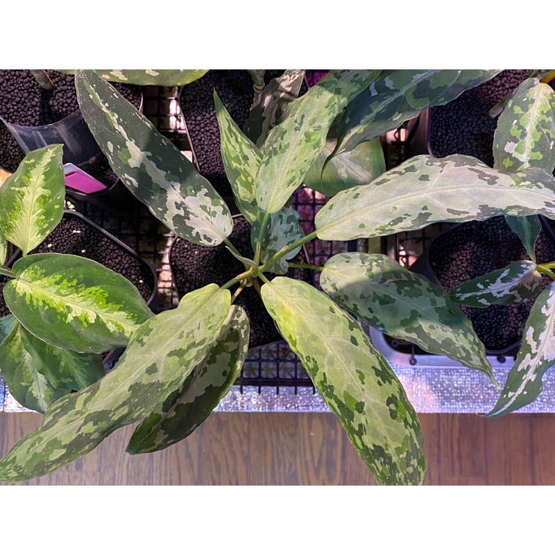 Aglaonema pictum tricolor 'Proto Aceh' Aglaonema Pictum Tricolor