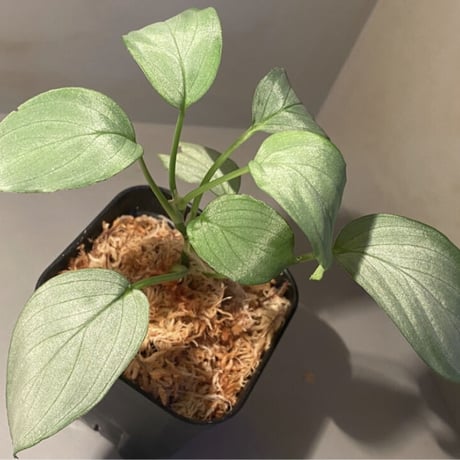 Homalomena sp. "Emerald Silver × ?" wf1 from Kepulauan Riau [KZT]
