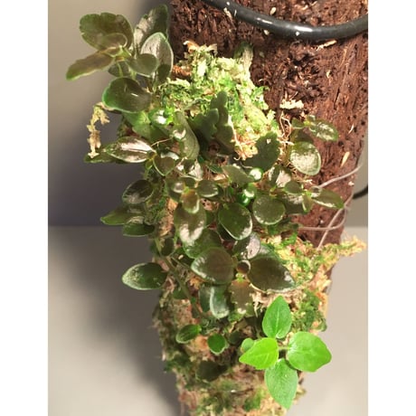 Pilea imparifolia from Iquitos Peru [tanakay]