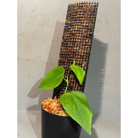 Philodendron sp. from Iquitos Peru [tanakay]