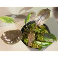 Cryptocoryne nurii "Lga-1" Pulau Lingga [HW0622-06]