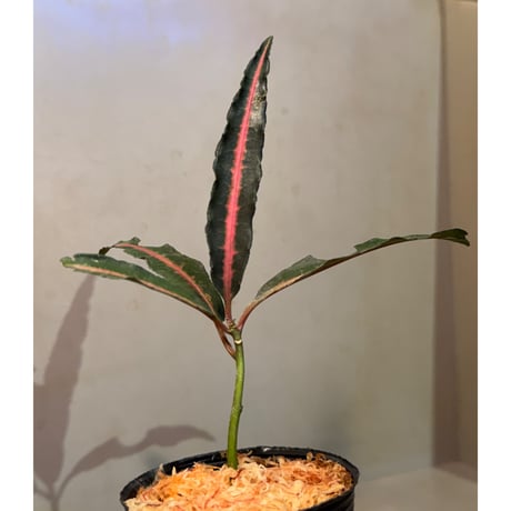 Labisia sp. from Vietnam
