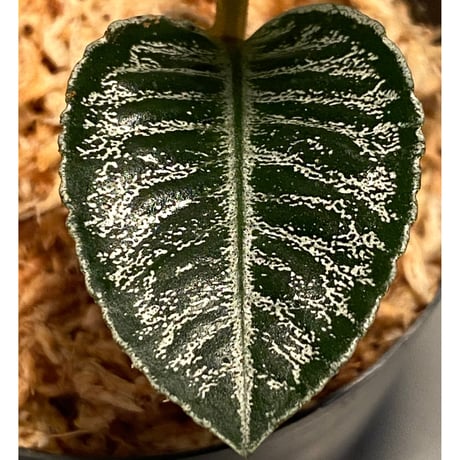 Labisia sp. " Silver  Net" BNN from  Sibolga timur [AZ1016-2]