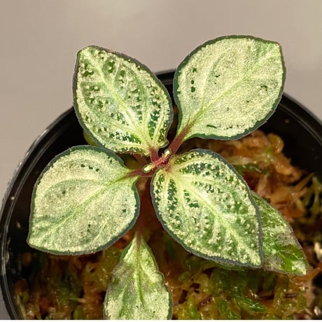 Sonerila pulchella from Payakumbuh [LA0616-01]
