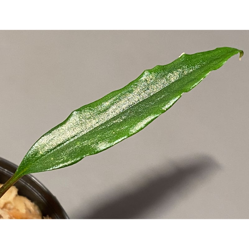 Homalomena vittifolia from Sulawesi [LA0811-00]