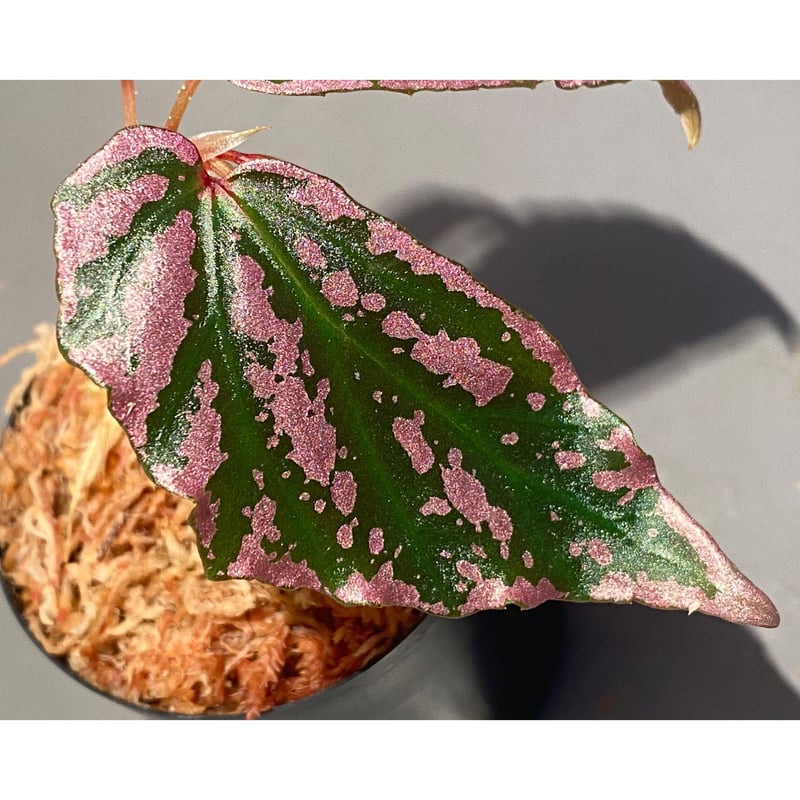 peculiarman　Begonia 5点同梱発送 Begonia sp. from Sarawak ① | M・R・G・R