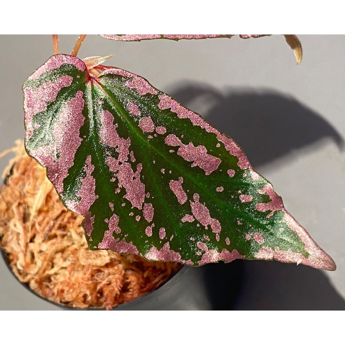 専用❣️ 特選Begonia ６点 Begonia sp. 