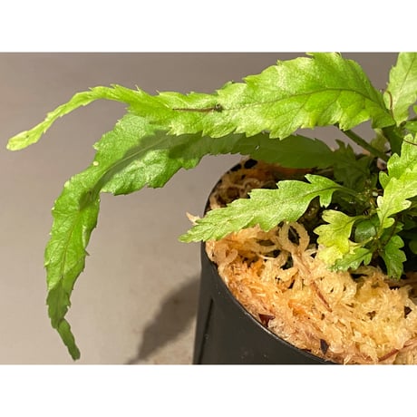 Microsorium sp. "Dragon tail"