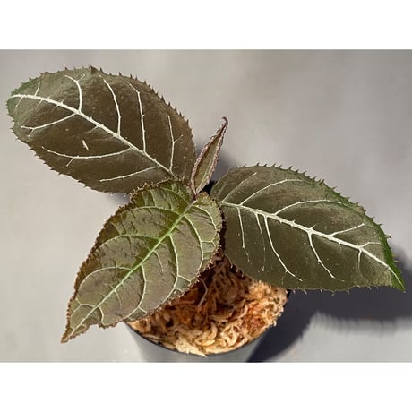 Ardisia gigantifolia [LA]