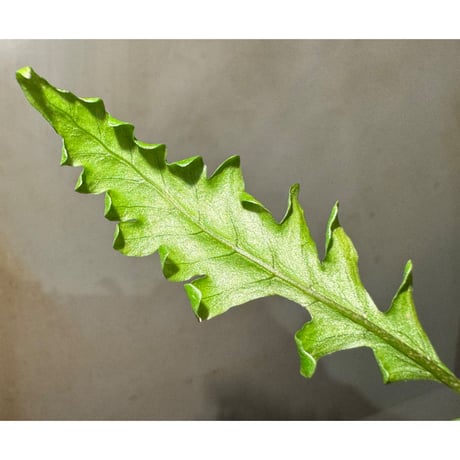 Bolbitis sinuosa from Philippines