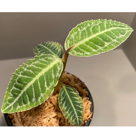 Ardisia sp. from  Sumatera barat [TB]