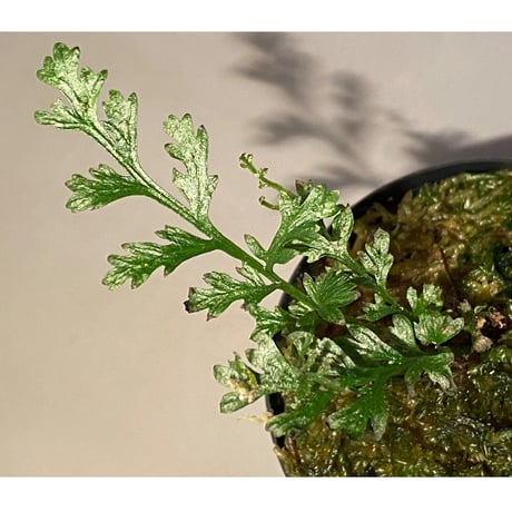 Bolbitis heteroclita cuspidata