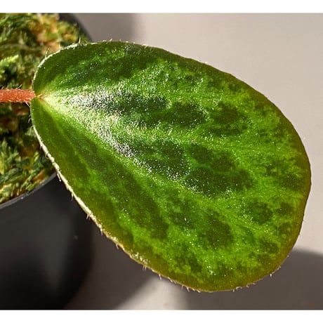 Begonia blancii