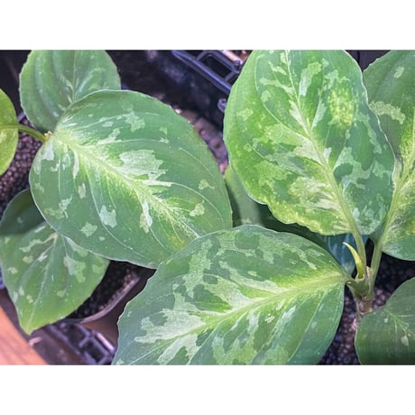 Aglaonema pictum 白モザイク CW1302 西スマトラ [TB]